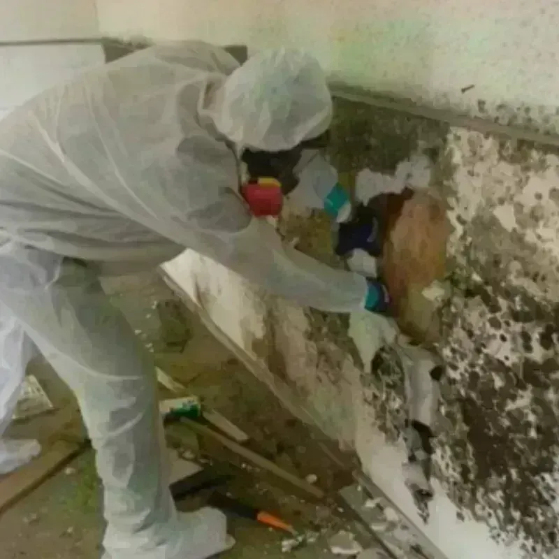 Mold Remediation and Removal in Henderson County, NC